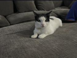 Lost Female Cat last seen Wentwood Vale & Davis Trace, San Antonio, TX 78245