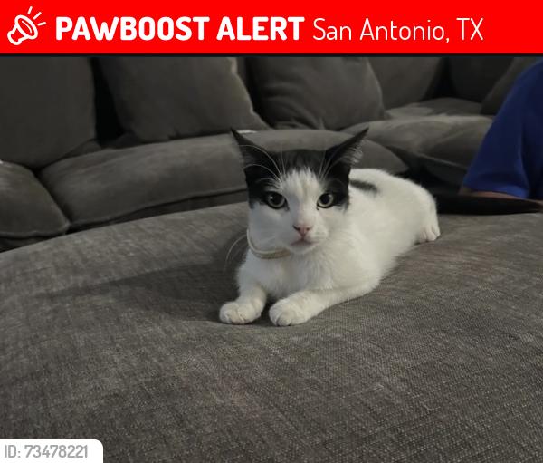Lost Female Cat last seen Wentwood Vale & Davis Trace, San Antonio, TX 78245
