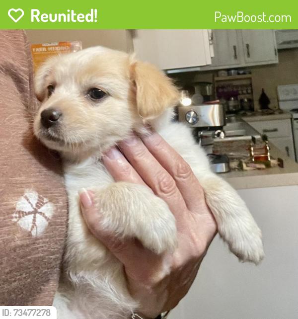 Reunited Unknown Dog last seen Windsor and Chelsea Dr, Kellogg Creek, GA 30102