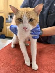 Shelter Stray Male Cat last seen Near Data Dr, Rancho Cordova, CA, 6201 Florin Perkins Rd, Sacramento, CA 95828, USA