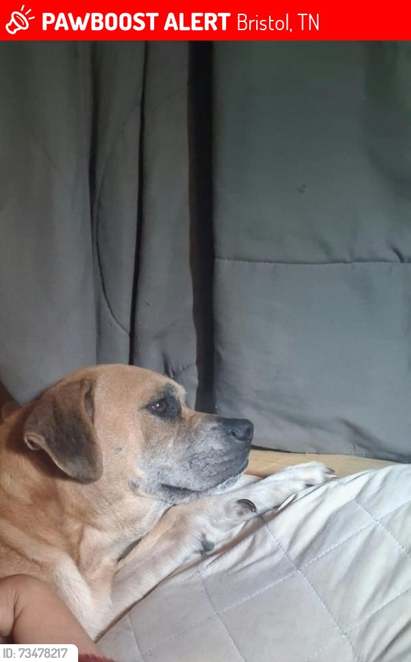Lost Male Dog last seen Highway 421 & Emmett rd, Bristol, TN 37620