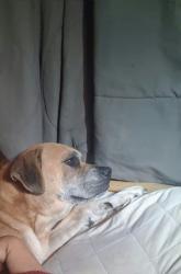 Lost Male Dog last seen Highway 421 & Emmett rd, Bristol, TN 37620