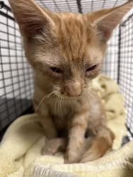 Shelter Stray Male Cat last seen Near River Dr, City of Knoxville ASO, TN, 3201 Division St, Knoxville, TN 37919, USA