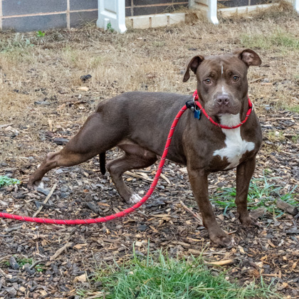 Shelter Stray Female Dog last seen Near E Ponce De Leon Ave, 30083, GA, 3280 Chamblee Dunwoody Rd, Chamblee, GA 30341, USA