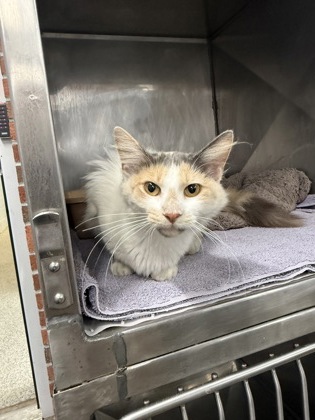 Shelter Stray Female Cat last seen Near Stephen Ct, Havelock,, 1639 Old Airport Rd, New Bern, NC 28562, USA