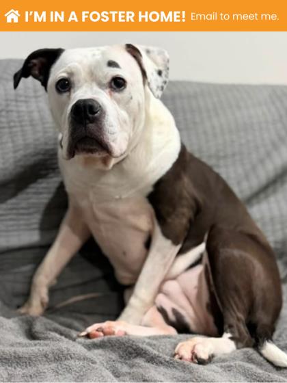 Shelter Stray Female Dog last seen Near 2nd st, 21225, MD, 2490 Giles Rd, Baltimore, MD 21225, USA
