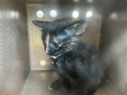Shelter Stray Unknown Cat last seen Walnut Dr., 75149, TX, 1650 Gross Rd, Mesquite, TX 75149, USA
