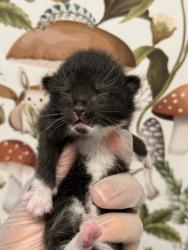 Shelter Stray Female Cat last seen Near Cleveland St, Baltimore, MD 21230, 21230, MD, 2490 Giles Rd, Baltimore, MD 21225, USA