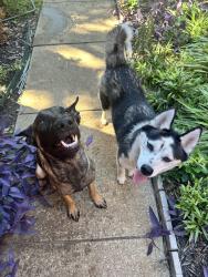 Reunited Male Dog last seen Sheffield ln, Flower Mound, TX 75028