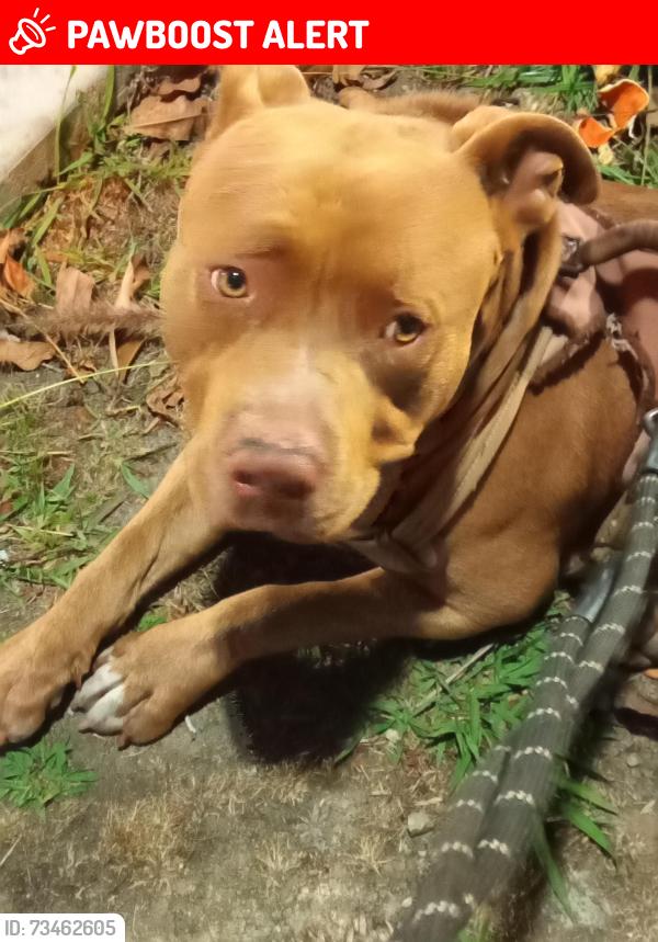 Lost Male Dog last seen Mednik ave, East Los Angeles, CA 90022