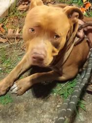 Lost Male Dog last seen Mednik ave, East Los Angeles, CA 90022
