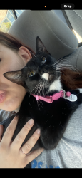Lost Female Cat last seen clinton and cedar, Fresno, CA 93703