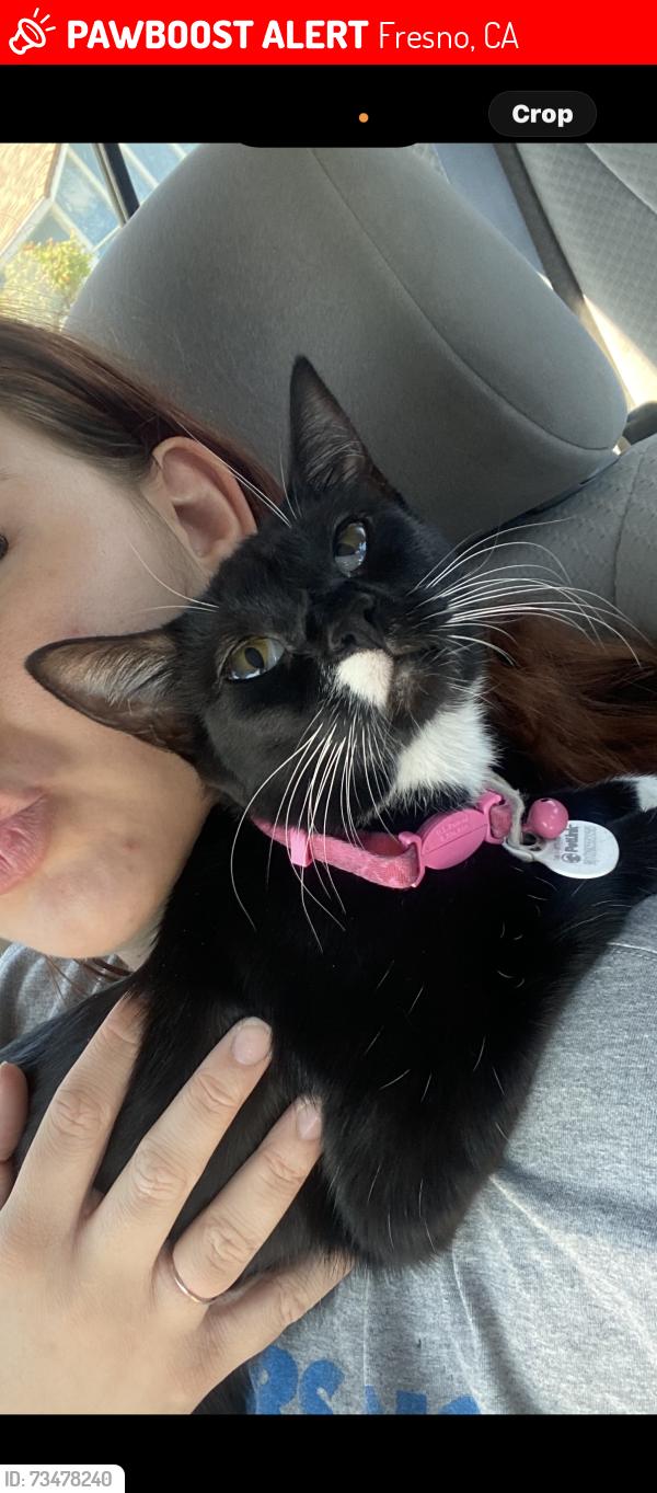 Lost Female Cat last seen clinton and cedar, Fresno, CA 93703
