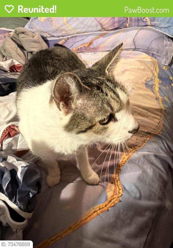 Reunited Male Cat last seen Baboosic Lake Road, Merrimack, NH 03054