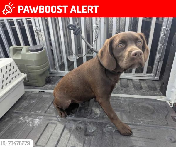 Lost Female Dog last seen Bidawee, Panama City Beach, FL 32413