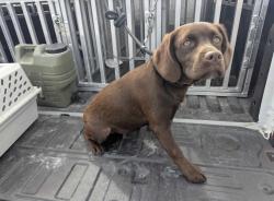 Lost Female Dog last seen Bidawee, Panama City Beach, FL 32413