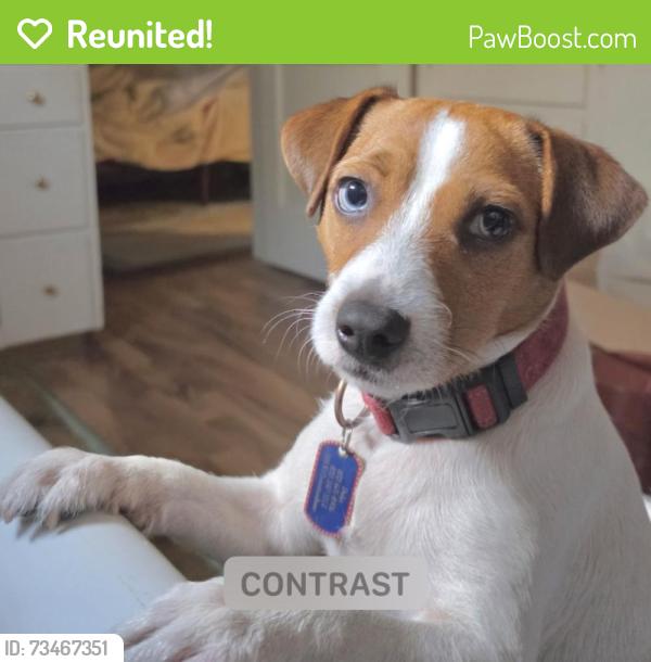 Reunited Male Dog last seen Crosstimbers and Irvington, Houston, TX 77022