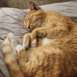 Lost Female Cat last seen Miller's Crossing, Lebanon, OH 45036
