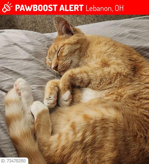 Lost Female Cat last seen Miller's Crossing, Lebanon, OH 45036