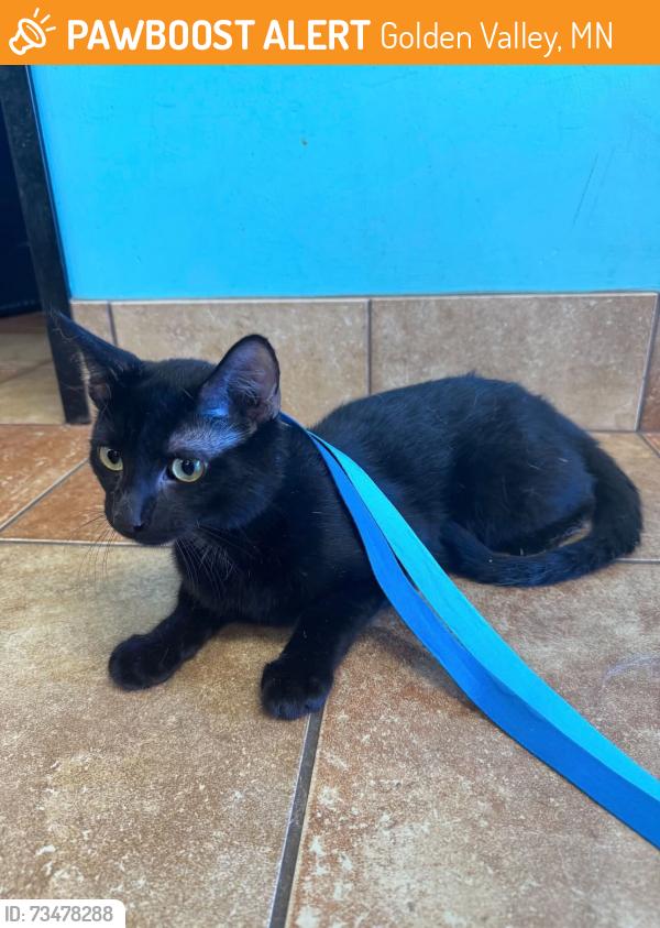 Found/Stray Male Cat last seen Xenia apmts, Golden Valley, MN 55416