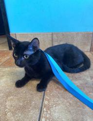 Found/Stray Male Cat last seen Xenia apmts, Golden Valley, MN 55416