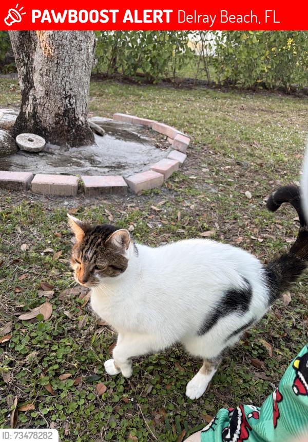 Lost Female Cat last seen In my neighborhood, Delray Beach, FL 33484
