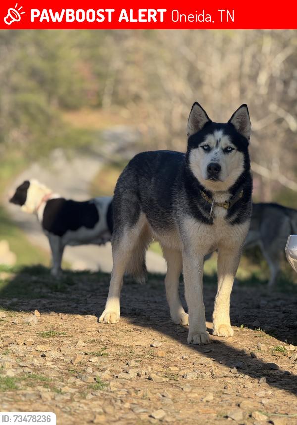 Lost Male Dog last seen Rob Watson Rd, Oneida, TN 37841