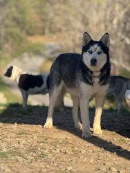 Lost Male Dog last seen Rob Watson Rd, Oneida, TN 37841