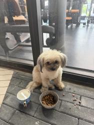 Found/Stray Unknown Dog last seen 7th avenue, Fort Lauderdale, FL 33311