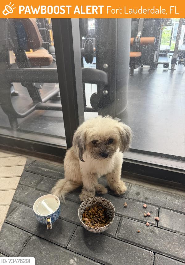 Found/Stray Unknown Dog last seen 7th avenue, Fort Lauderdale, FL 33311