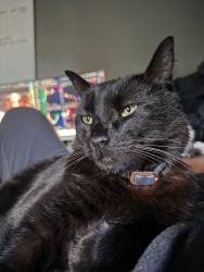 Reunited Male Cat last seen Manatawny, Pottstown, PA 19464
