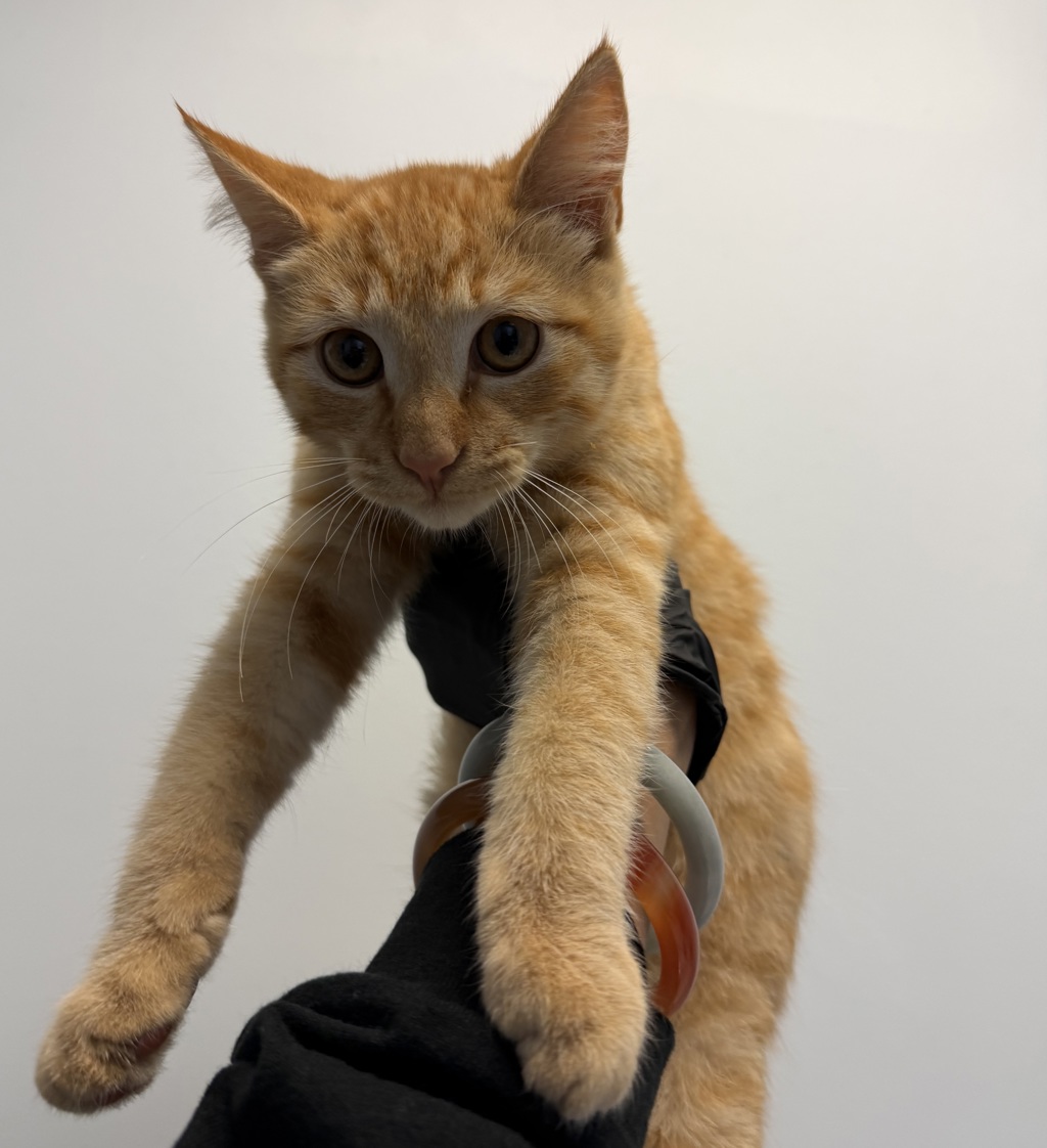 Shelter Stray Female Cat last seen Near 30th Street, San Diego, CA, 92104, 5500 Gaines St, San Diego, CA 92110, USA