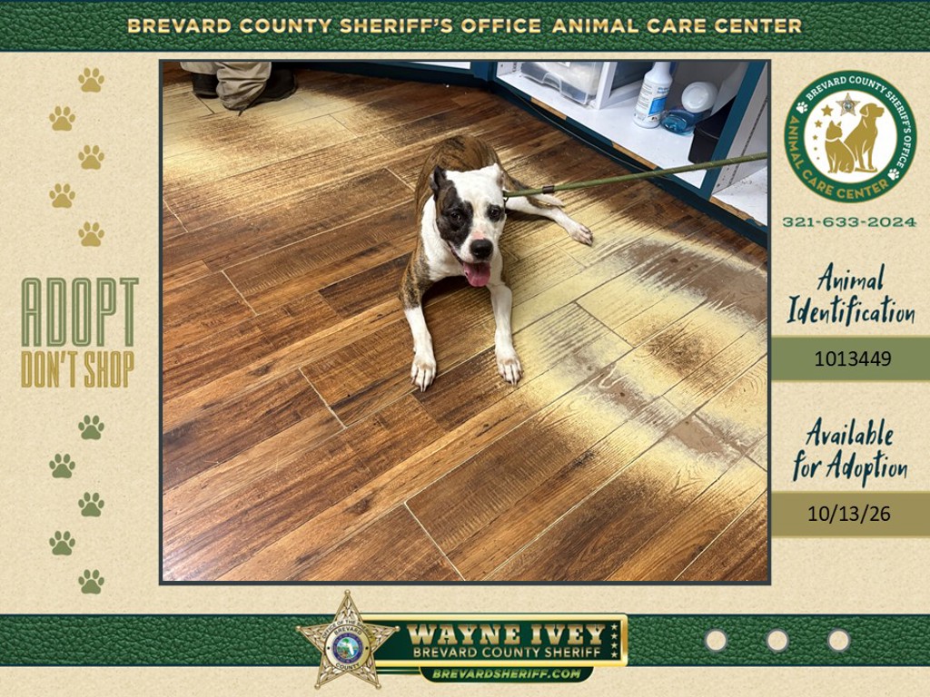 Shelter Stray Male Dog last seen N Us-1, GRANT VALKARIA, FL, 32949, 5100 W Eau Gallie Blvd, Melbourne, FL 32934, USA