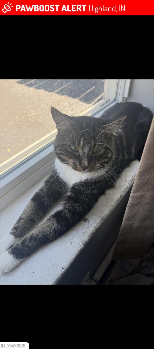 Lost Male Cat last seen Wendy’s by the home, Highland, IN 46322