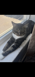 Lost Male Cat last seen Wendy’s by the home, Highland, IN 46322