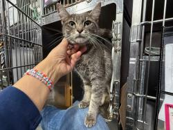 Shelter Stray Female Cat last seen Near Clay Avenue, BRONX, NY, 10456, 326 E 110th St, New York, NY 10029, USA
