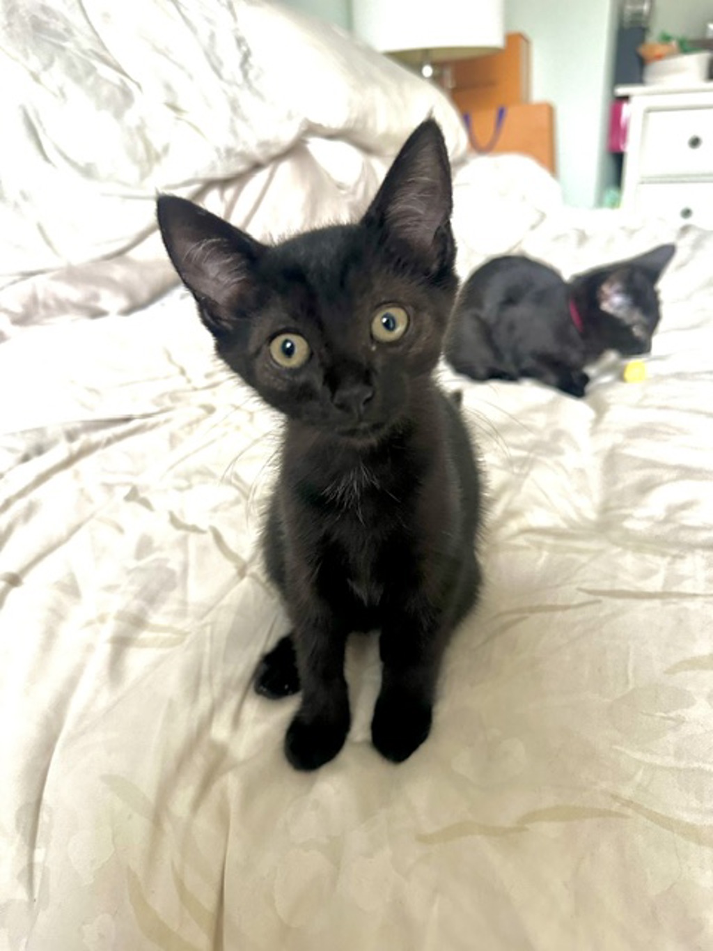 Shelter Stray Female Cat last seen Near E 54th Street, BROOKLYN, NY, 11234, 326 E 110th St, New York, NY 10029, USA