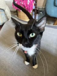 Lost Female Cat last seen Apartment stairs, Lakewood, CA 90715
