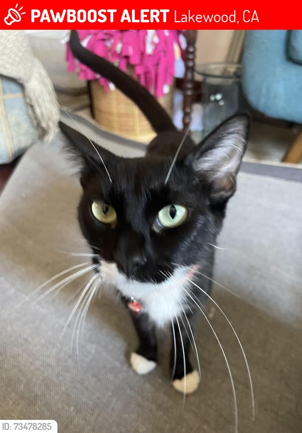 Lost Female Cat last seen Apartment stairs, Lakewood, CA 90715
