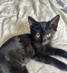 Shelter Stray Female Cat last seen Near E 54th Street, BROOKLYN, NY, 11234, 326 E 110th St, New York, NY 10029, USA