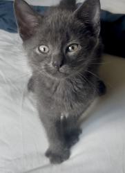 Shelter Stray Male Cat last seen Near E 54th Street, BROOKLYN, NY, 11234, 326 E 110th St, New York, NY 10029, USA