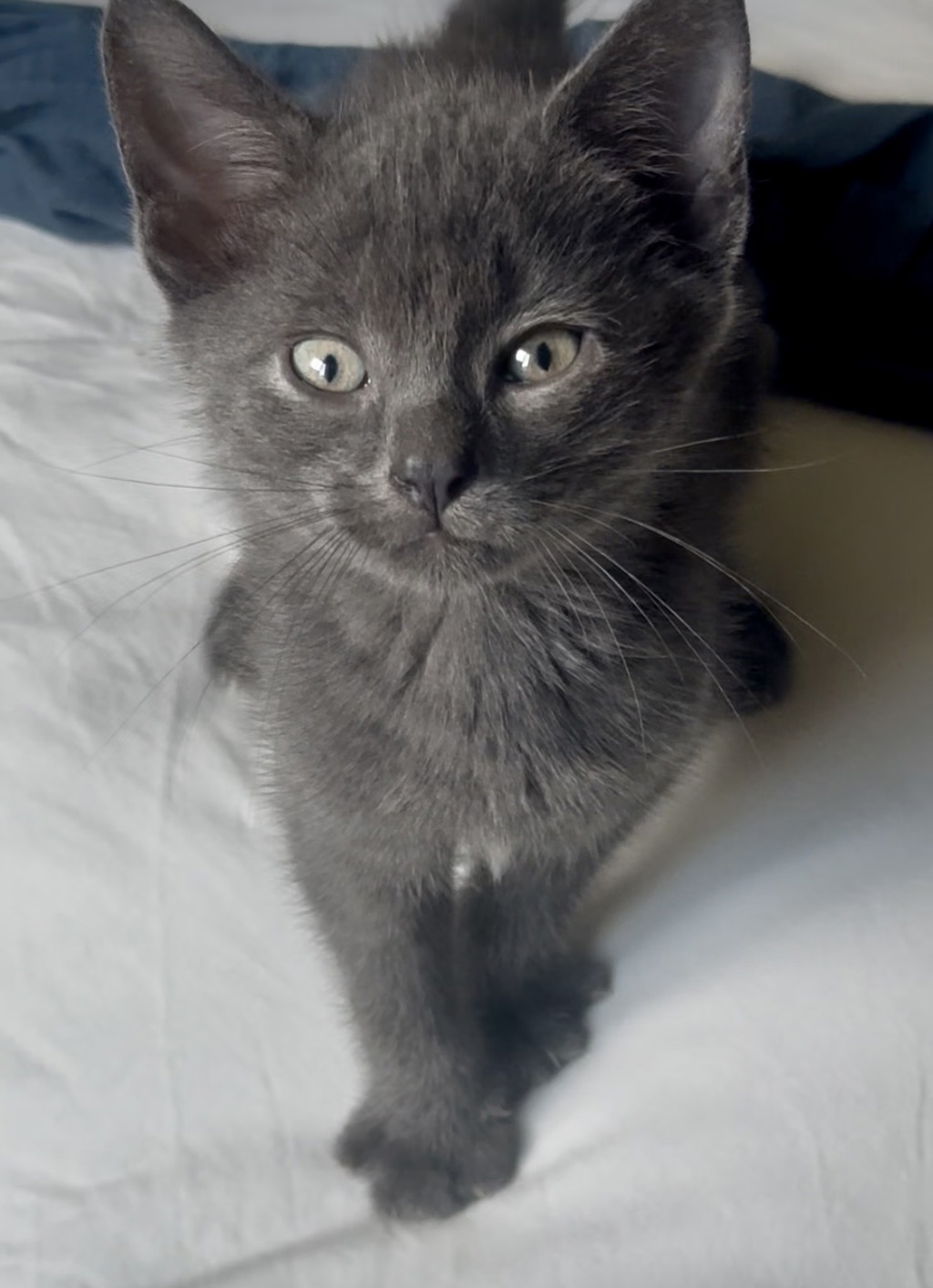 Shelter Stray Male Cat last seen Near E 54th Street, BROOKLYN, NY, 11234, 326 E 110th St, New York, NY 10029, USA