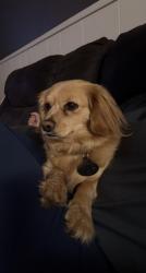 Lost Female Dog last seen Pasadena Dr, Midland, TX 79703