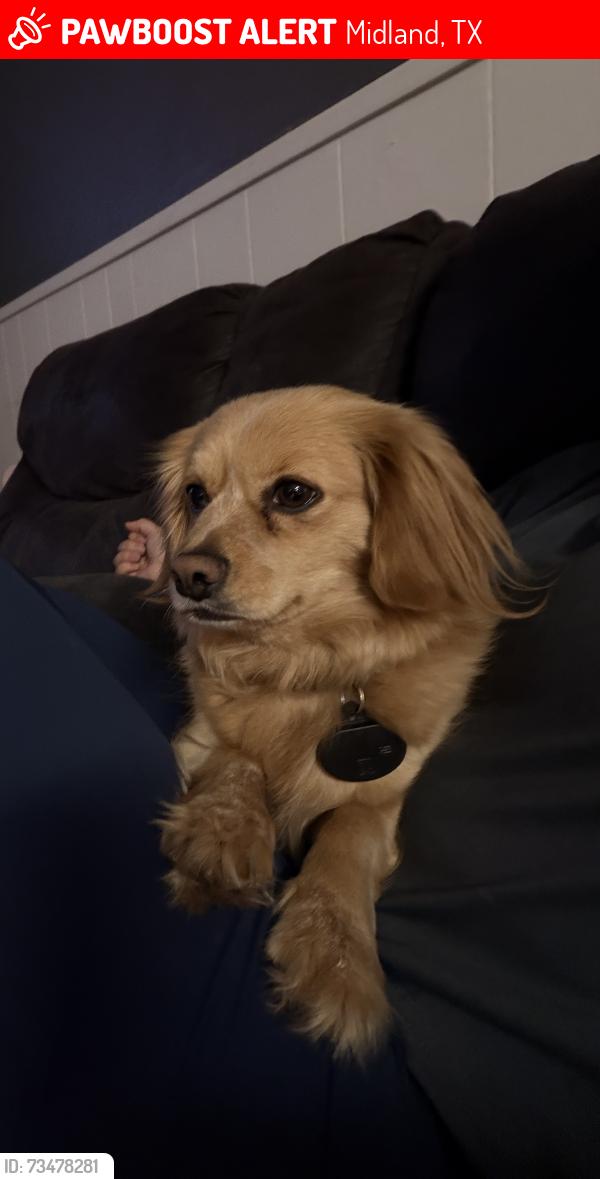 Lost Female Dog last seen Pasadena Dr, Midland, TX 79703