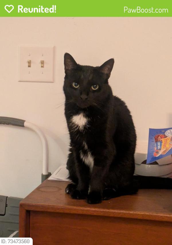 Reunited Female Cat last seen Main street bondsville, Belchertown, MA 01007