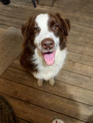 Reunited Male Dog last seen Rusk St in Weatherford, Weatherford, TX 76086