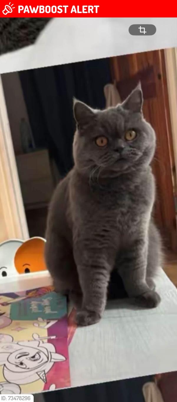 Lost Female Cat last seen Lime walk, Hertfordshire, Anglia HP3 9JP