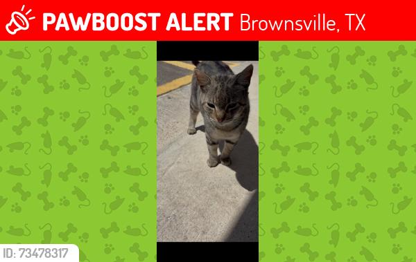 Lost Female Cat last seen KINGS HIGHWAY, REGAL ROW, PRICE RD, BOCA CHICA, OLD PORT ISABEL RD, Brownsville, TX 78521