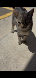 Lost Female Cat last seen KINGS HIGHWAY, REGAL ROW, PRICE RD, BOCA CHICA, OLD PORT ISABEL RD, Brownsville, TX 78521