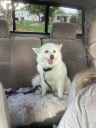 Found/Stray Female Dog last seen NE 10th Ave North Miami, North Miami, FL 33161